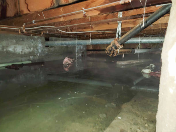 Best Water damage repair service  in Muscle Shos, AL